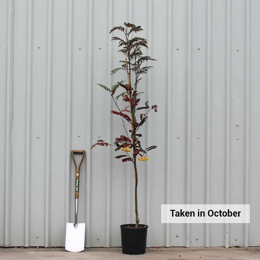 Sorbus 'Joseph Rock' Tree