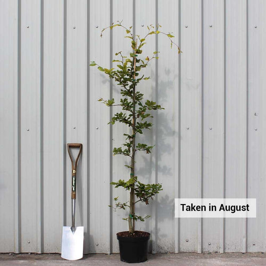 Fagus sylvatica tree