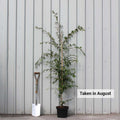 Single stem tree, 150-200cm, 12L pot