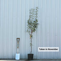 Single stem tree, 150-200cm, 12L pot
