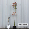 Single stem tree, 150-200cm, 12L pot