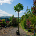 Catalpa bignoniodes 'Nana', 225cm clear stem, 14-16cm girth, 2.5-3.0m, 55L pot 146