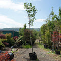 CLEARANCE: Magnolia 'Galaxy' Mature Tree 14-16cm girth, 3.5-4.5m, 45L pot, photo of actual tree 147