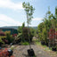 Assorted Clearance Magnolia