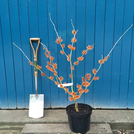 Hamamelis x intermedia 'Jelena' Witch Hazel bush in pot