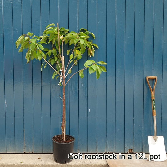 Prunus avium 'Sunburst' Cherry tree in pot