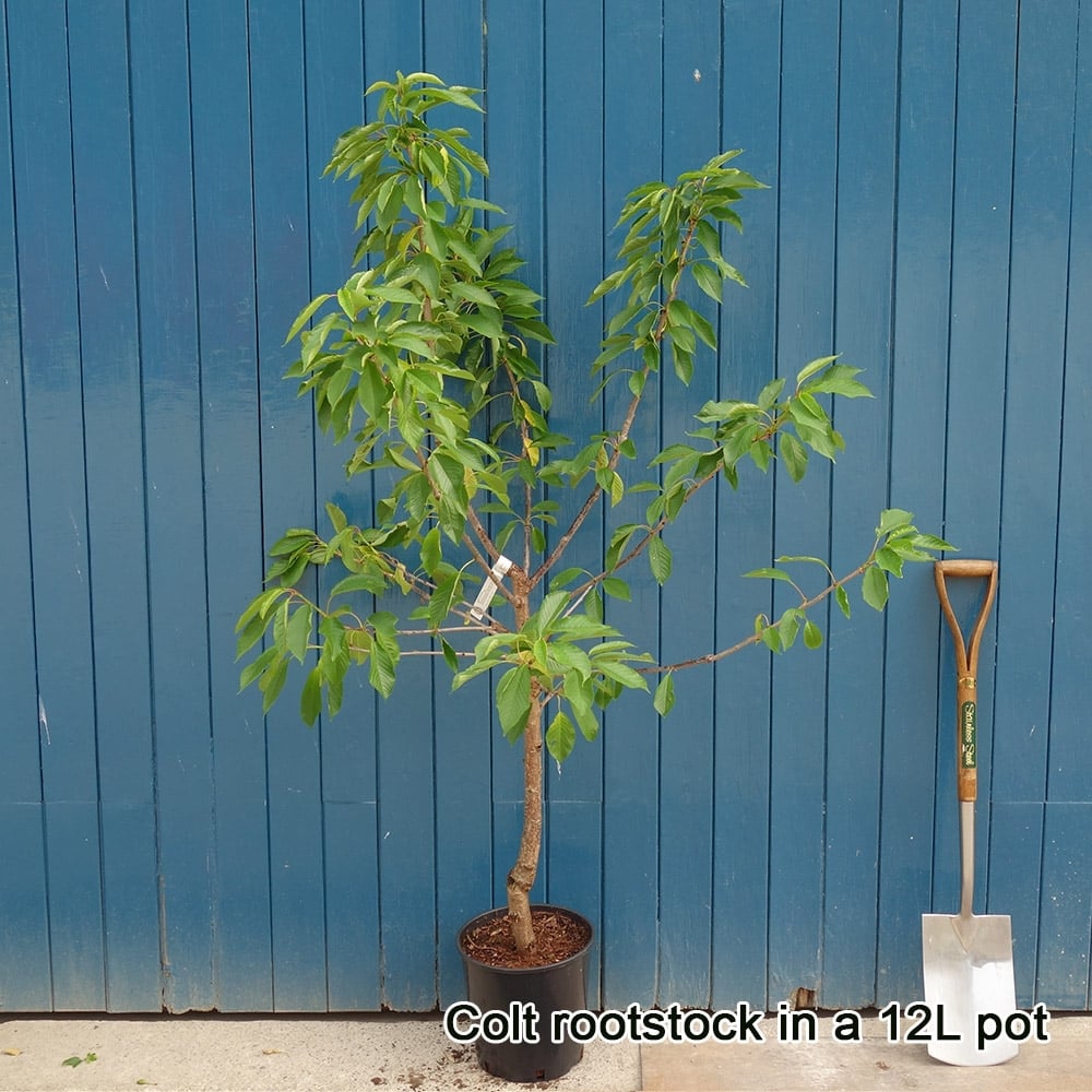 Stella Cherry Tree | Sweet Eating Cherries | Ornamental Trees