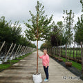 Mature Prunus maackii cherry tree