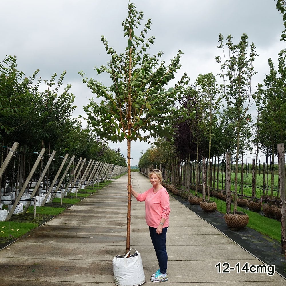 Mature Prunus maackii cherry tree