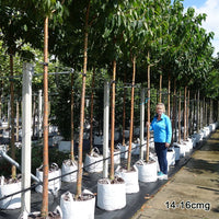 Mature Prunus maackii trees in row