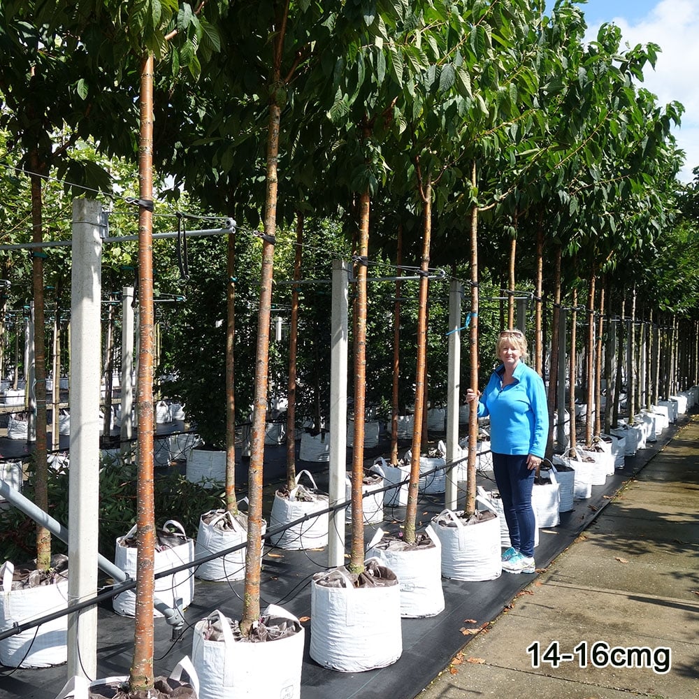 Mature Prunus maackii trees in row
