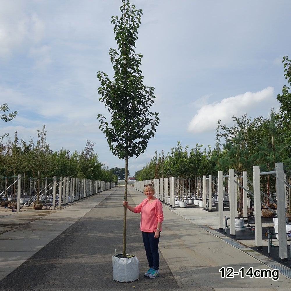Chantaclear Tree Pyrus calleryana Chanticleer | Ornamental Pear Tree | Ornamental Trees