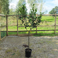 Single stem tree, 120-150cm, MM106 (semi-vigorous), 12L pot