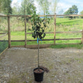 Single stem tree, 120-150cm, Quince A (semi-vigorous), 12L pot