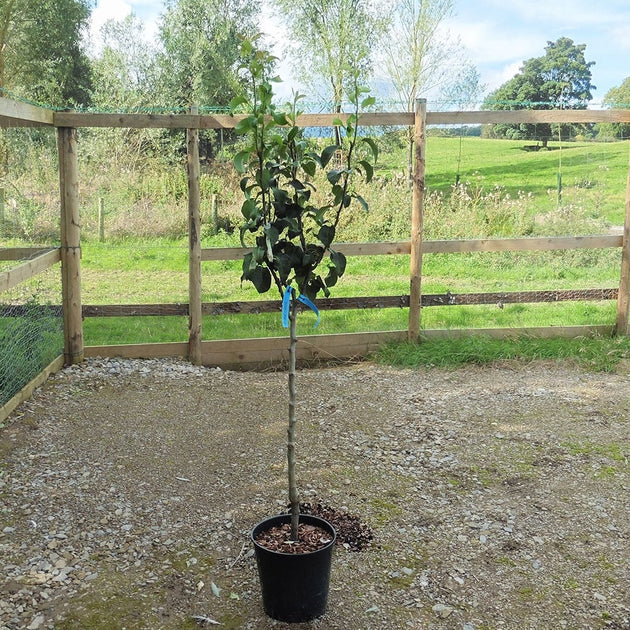 Family Pear Tree | Comice, Concorde & Conference Pear