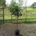 Single stem tree, 120-150cm, MM106 (semi-vigorous), 12L pot