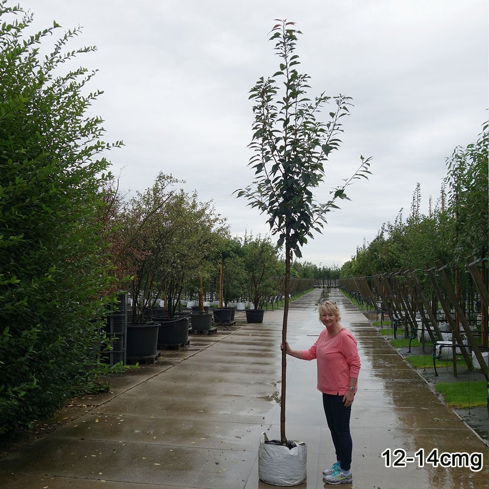 Prunus Kanzan | Buy Japanese Cherry Blossom Trees | Ornamental Trees