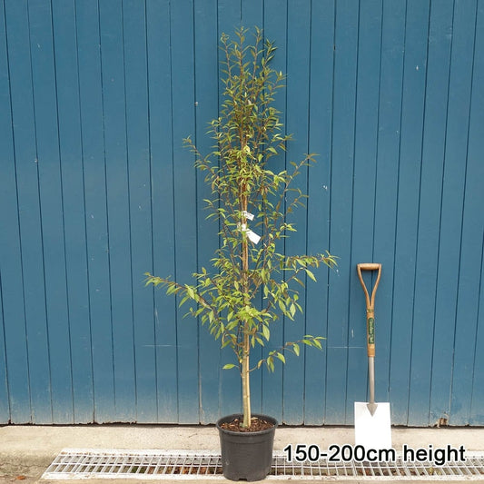 Hoheria sexstylosa 'Snow White' tree