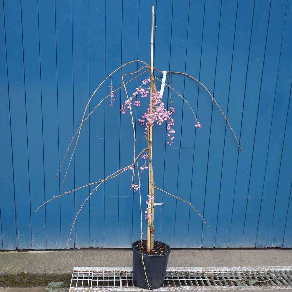 Prunus pendula Pendula Rubra | Weeping Cherry Tree | Ornamental Trees