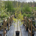 Single stem tree, 150-200cm, 12L pot