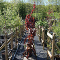 Single stem tree, 150-200cm, 12L pot