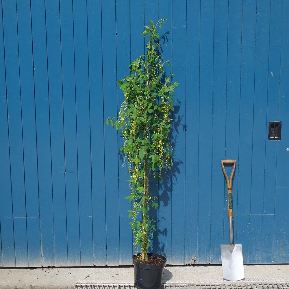 Labyrnum Tree Laburnum x watereri Vossii | Golden Chain Rain Tree | Ornamental Trees