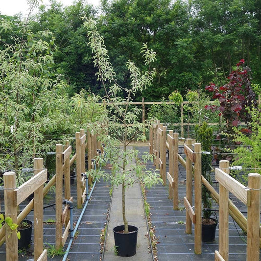 Pyrus elaeagnifolia 'Silver Sails' tree