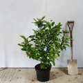 Bush, 60-90cm, 12L pot