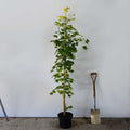 Single stem tree, 150-200cm, 12L pot
