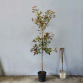 Single stem tree, 150-200cm, 12L pot