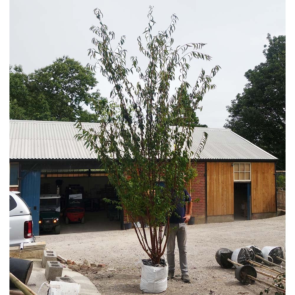 Prunus serrula | Buy Tibetan Cherry Trees Online | Ornamental Trees