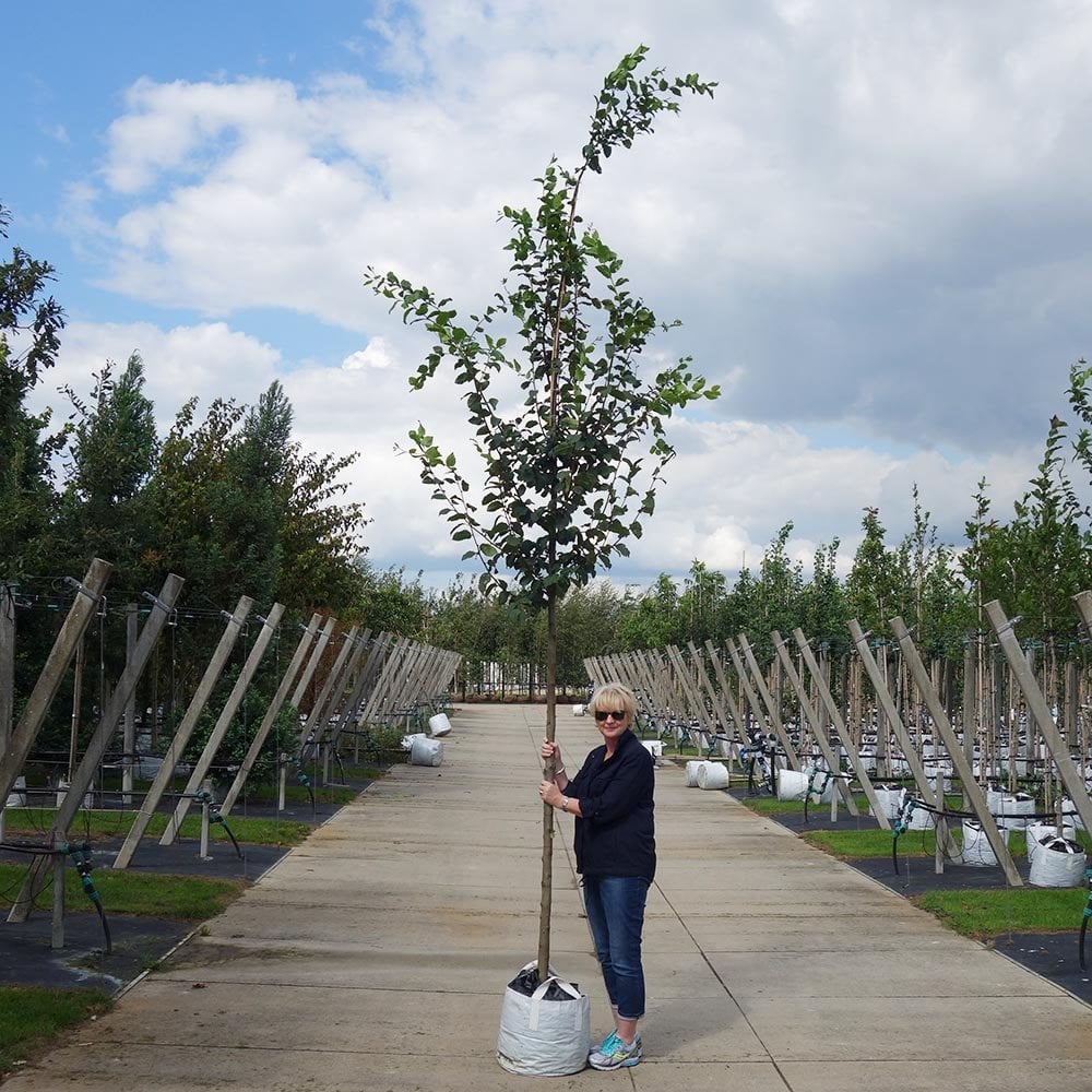 Carpinus betulus | European or Common Hornbeam Tree | Ornamental Trees