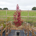 Single stem tree, 150-200cm, 12L pot