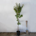 Single stem tree, 150-200cm, 12L pot