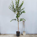 Single stem tree, 150-200cm, 12L pot