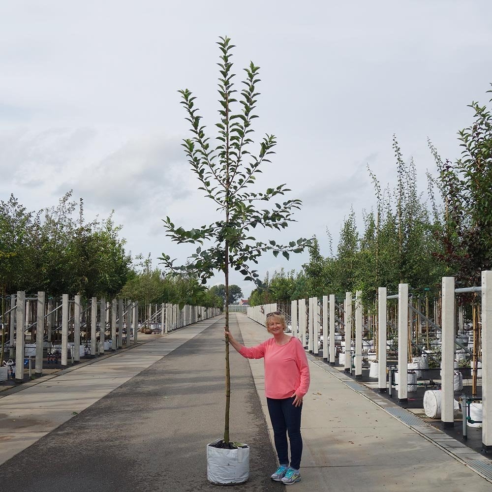 Malus robusta Red Sentinel | Crab Apple Tree | Ornamental Trees