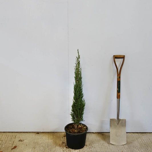 Cupressus 'Pyramidalis' Cypress in small pot