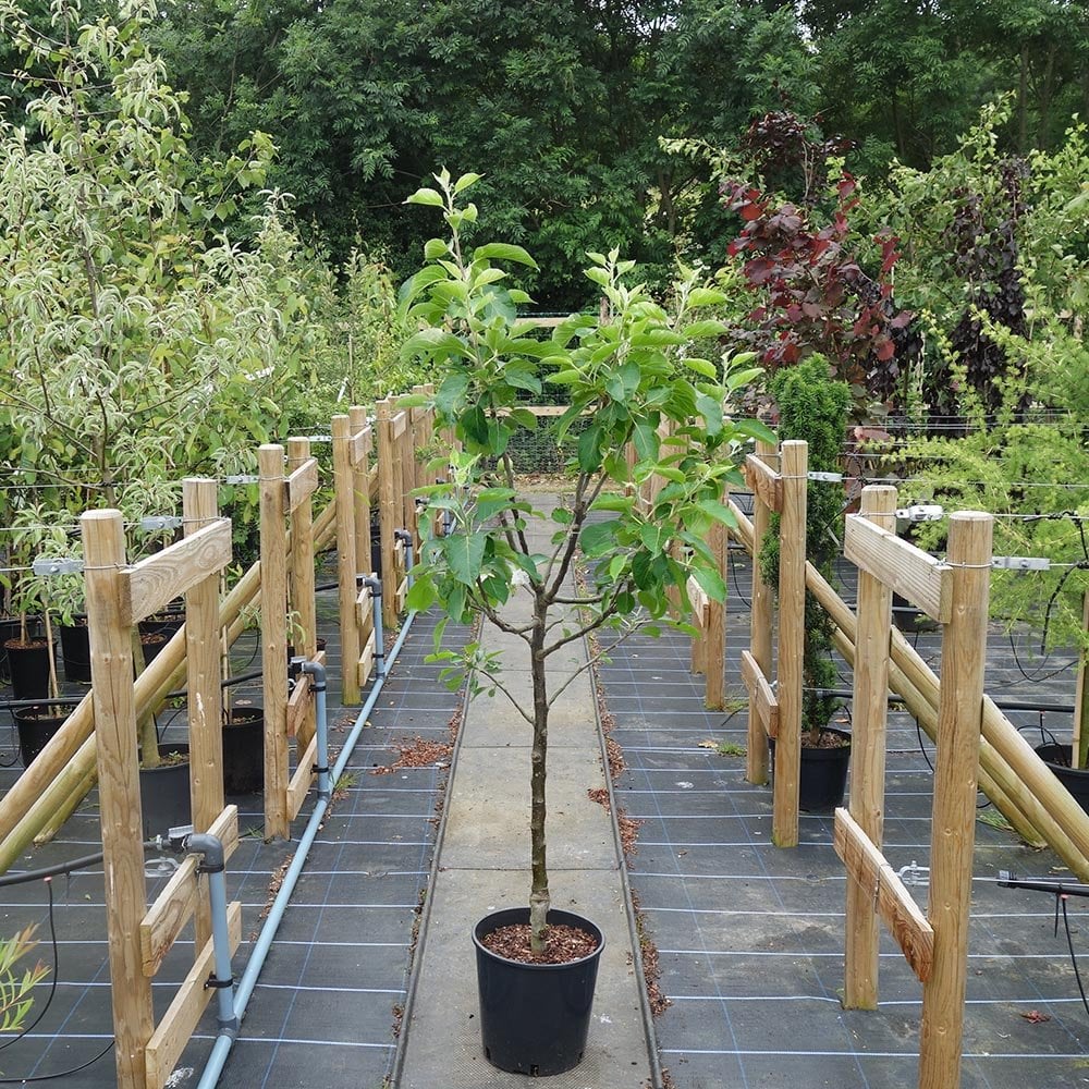 Cooking Apply Tree James Grieve Apple | Young & Mature Apple Trees For Sale – Ornamental Trees
