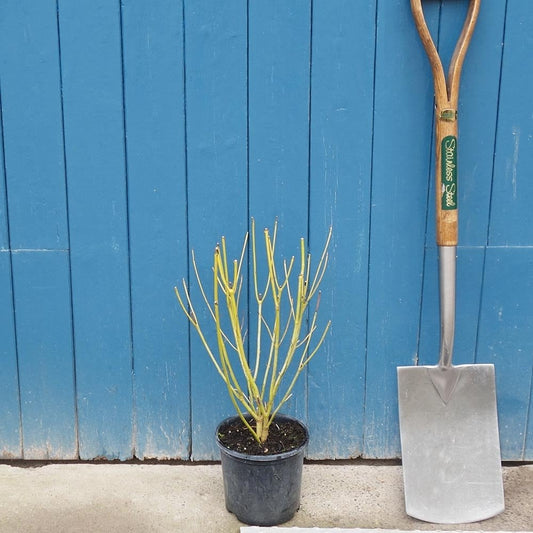 Cornus sericea 'Flaviramea' Shrub