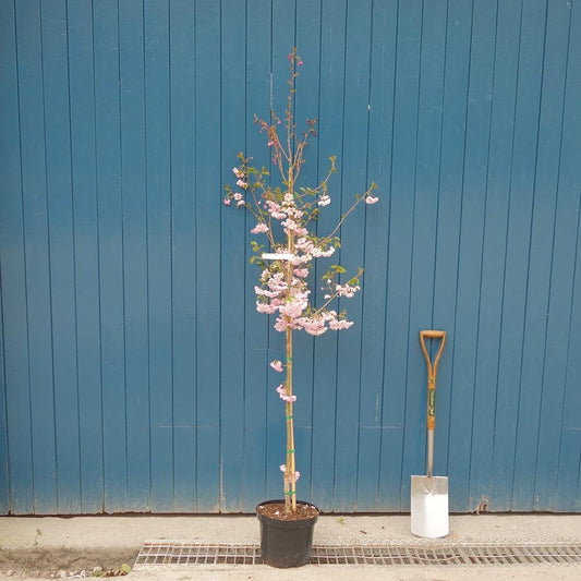 Prunus 'Accolade' Cherry tree in pot