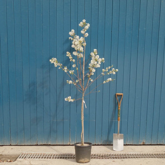 Amelanchier grandiflora 'Ballerina' tree in pot