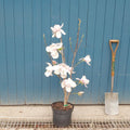 Bush, 80-100cm, 12L pot