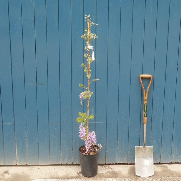 chinese weeping blue wisteria potted plant Wisteria sinensis Prolific | Chinese Blue Wisteria