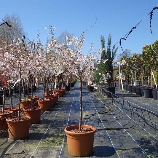 Prunus incisa 'Mikinori top grafted cherry tree in pot