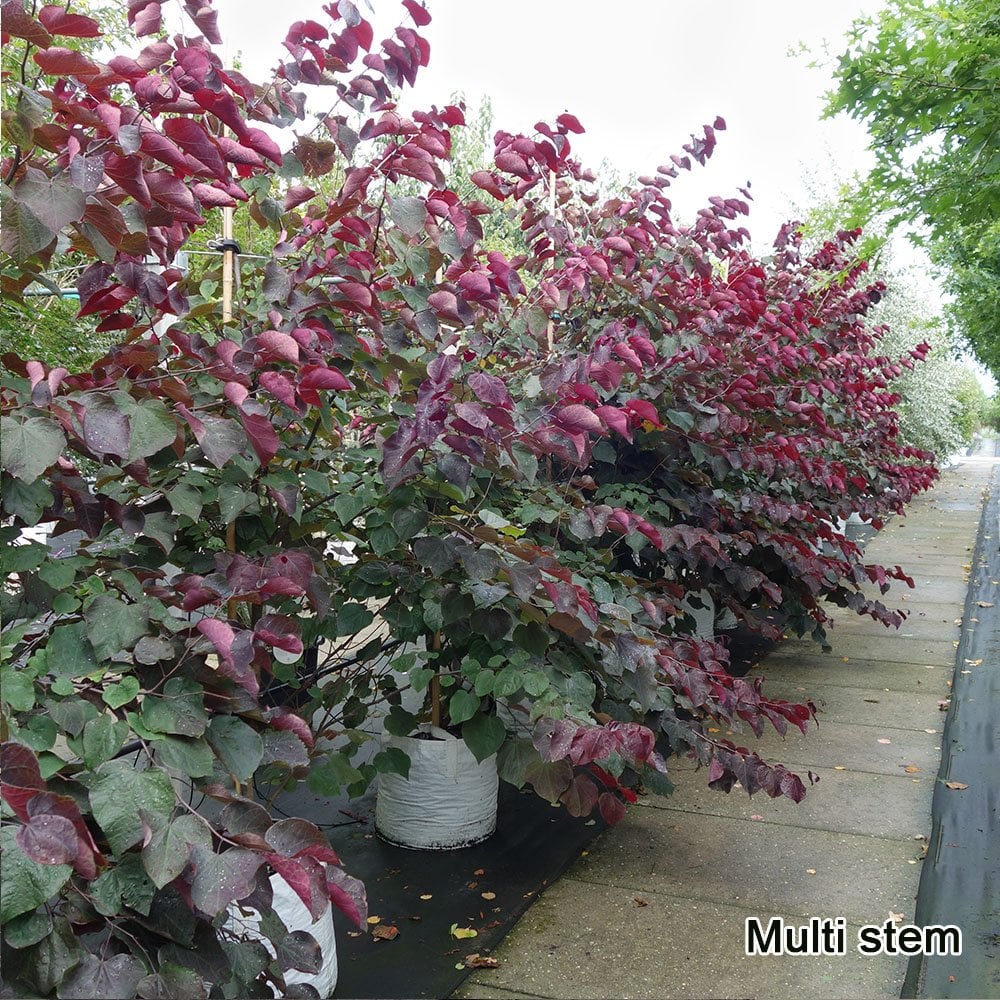 Cercis canadensis Forest Pansy | North Redbud | Ornamental Trees