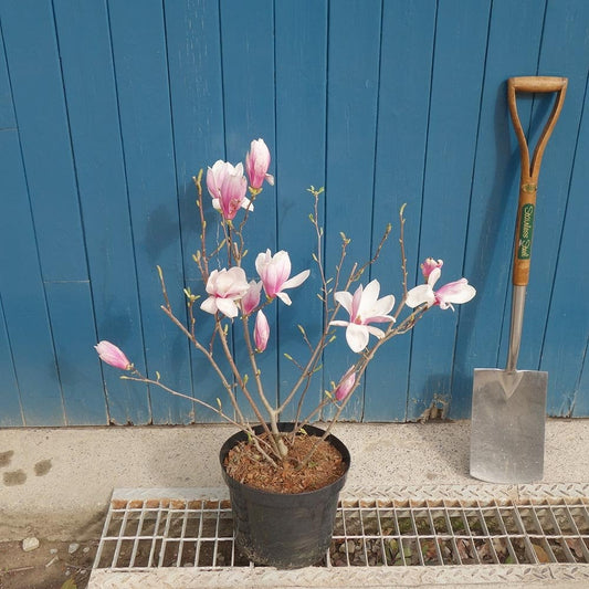Flowering Magnolia x soulangeana bush in pot