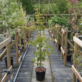 Single stem tree, 120-150cm, 7.5L