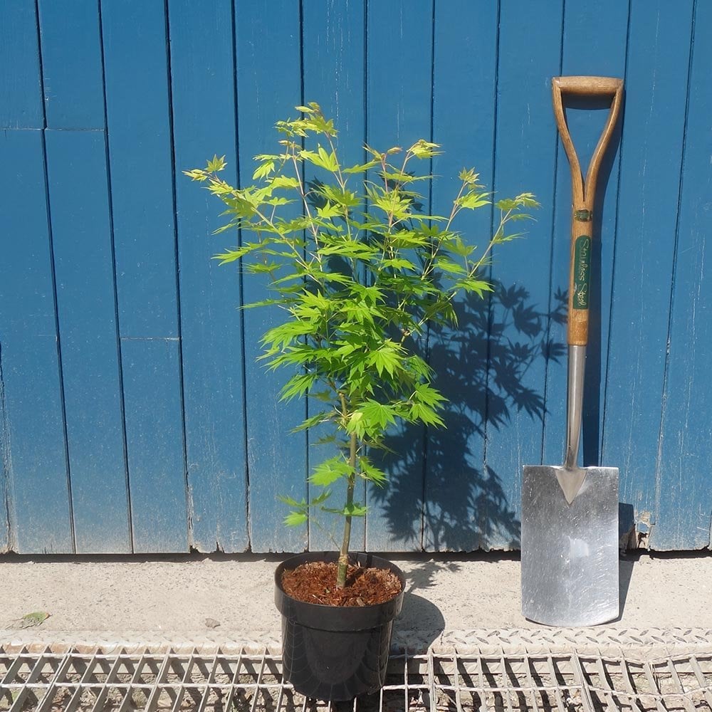 Jordan Maple