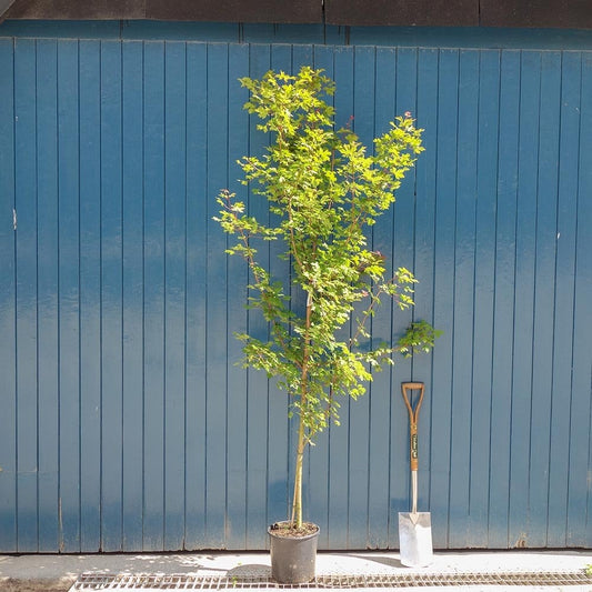 Acer campestre Field Maple tree in pot