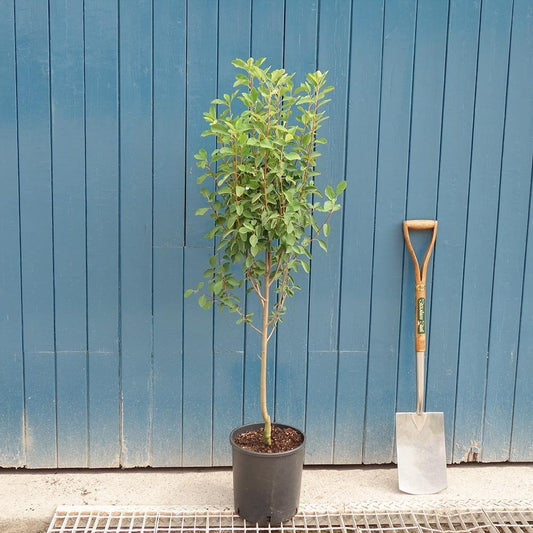 Amelanchier alnifolia 'Obelisk' tree in pot